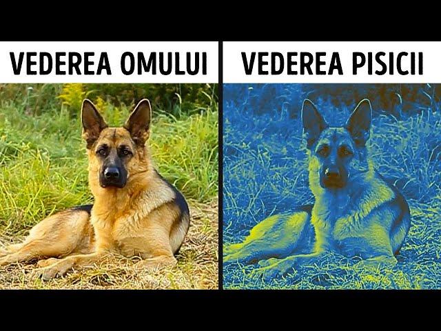 Lumea prin ochii animalelor