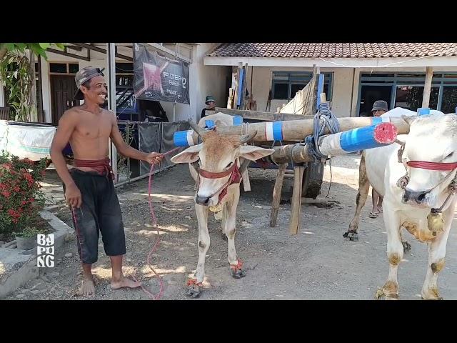 Pasangan sapi baru bikin greget!!! || Cikar Jember