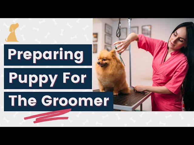 Dog Grooming Tips - Getting Ready for the Groomer