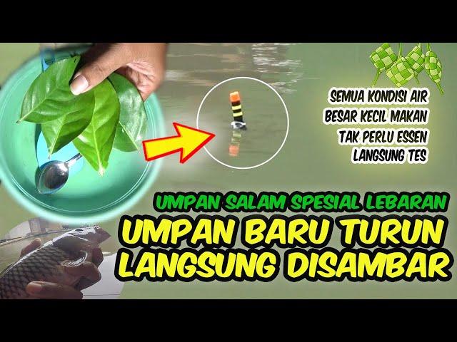 BARU LEMPAR LANGSUNG DISAMBAR | SPESIAL LEBARAN UMPAN PUTIH DAUN SALAM PALING JITU MANCING IKAN MAS