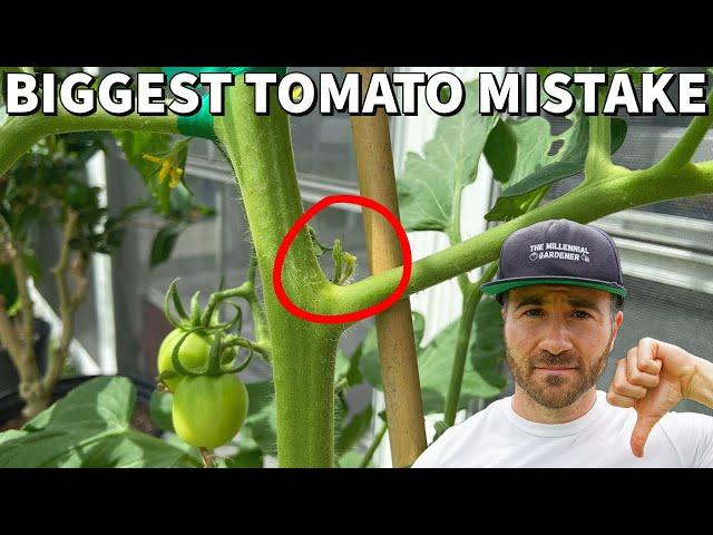 You're Pruning Tomatoes WRONG! This Mistake Will DESTROY Your Harvest!