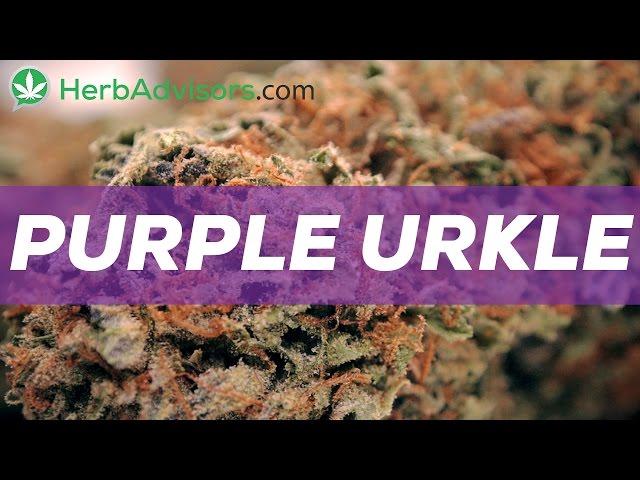 Purple Urkle Marijuana Strain Review - by HerbAdvisors.com