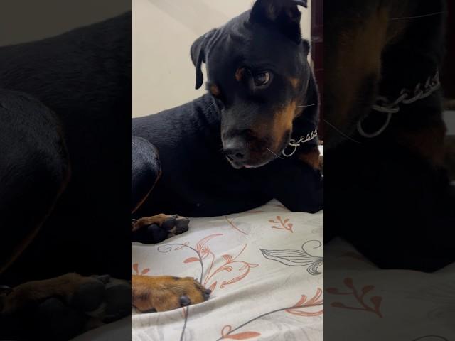 Danger rottweiler  #doglover #rottwiller #dogowner #rotweilerlove #trendingshorts #cuteanimal