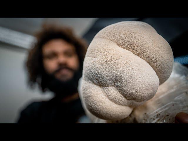 Fruiting Lion's Mane Mushrooms | Southwest Mushrooms