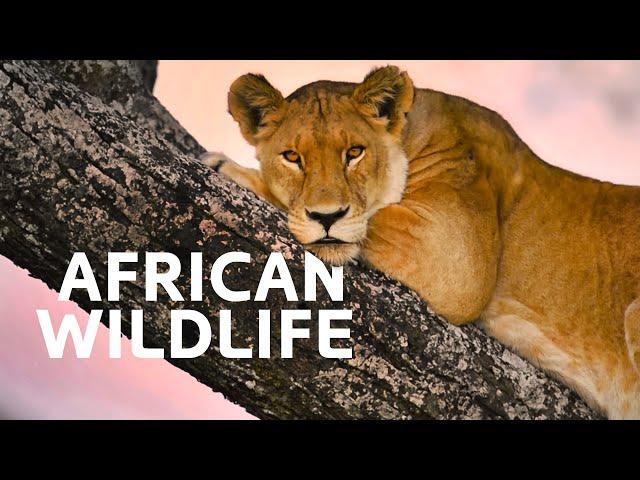 The Spectacular Wildlife Of East Africa | To The Ends Of The Earth