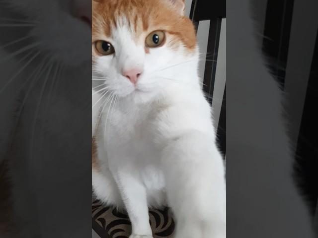 СЕМЁН СКУЧАЛ  #котофейка #funny #коткомпот  #cat  #кот #котики