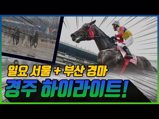 [일요 경마] 2024년 10월 27일 일요경마 하이라이트