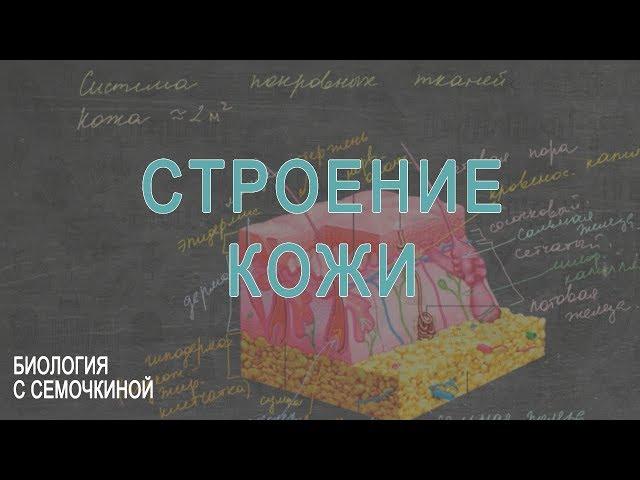 Строение кожи