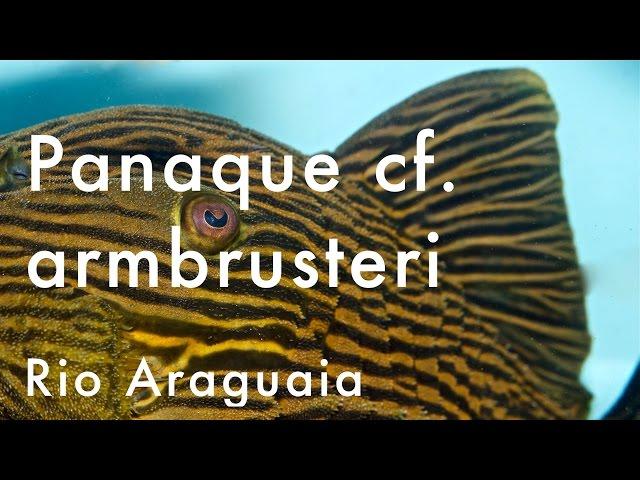 Panaque cf. armbrusteri - Rio Araguaia