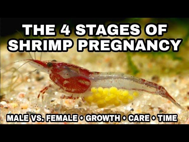 Examples of the 4 Stages of Shrimp Pregnancy & Growth: (HD 2022 Version) Cherry Shrimp Life Cycle.