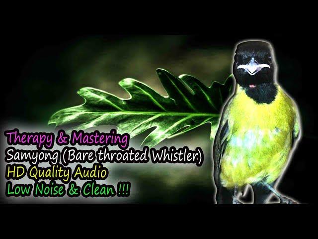 Samyong Song - Bare throated Whistler (Pachycephala nudigula)  HD Audio for Therapy & Bird Mastering