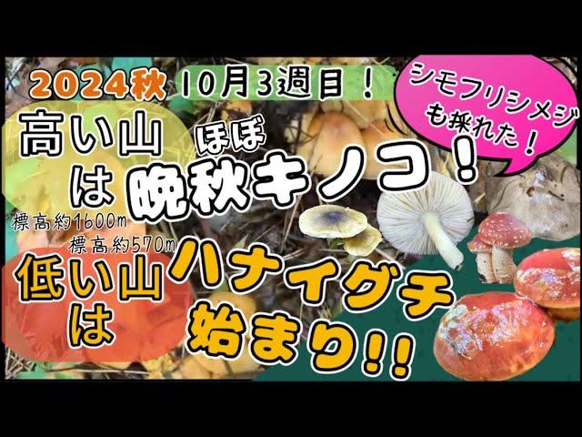 【キノコ採り 2024⑧】シモフリシメジも採れた！高い山はほぼ晩秋キノコ！低い山はハナイグチ始まり！10月３週目！