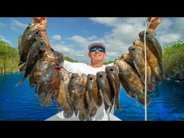 Most INVASIVE Fish in FLORIDA! Catch Clean Cook (Tiger Oscar)