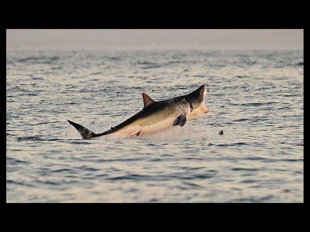 Wildlife biologists capture video of rare orca attack on great white shark