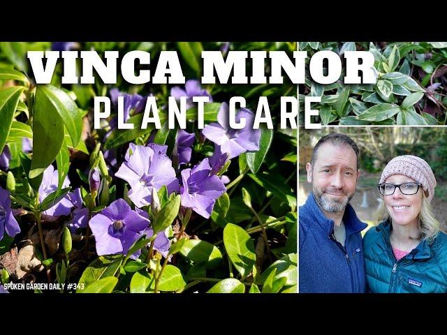  Vinca Minor Plant | Growing Vinca Minor - SGD 343 