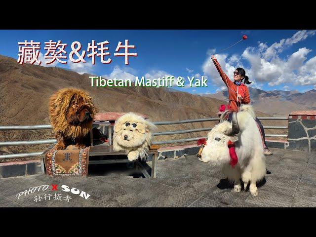 西藏的藏獒和牦牛 // Tibetan Mastiff & Yak