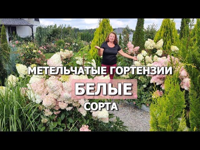 КАКИЕ МЕТЕЛЬЧАТЫЕ ГОРТЕНЗИИ ОСТАЮТСЯ БЕЛЫМИ | Белые сорта метельчатых гортензий