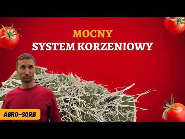 Mocny system korzeniowy w uprawie pomidora malinowego. Zapobiegnij stresom związanym z przesadzeniem