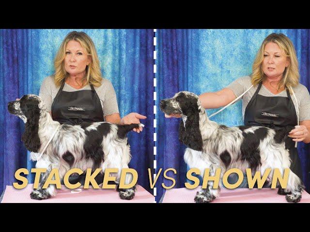 How to SHOW your dog vs 'Just Stacking' Your Dog