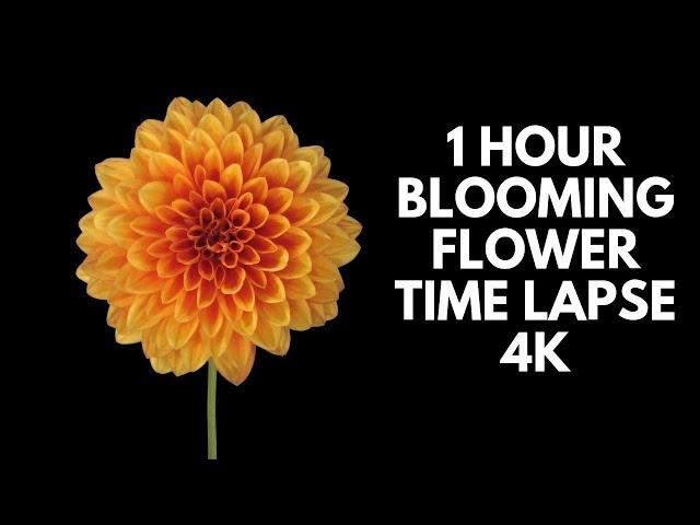 4K Blooming Flowers Time Lapse for Relaxation Soft Piano Music