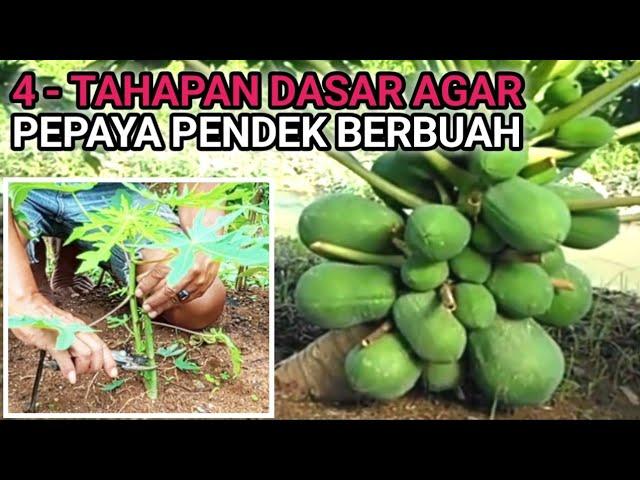 4 TAHAPAN DASAR CARA AGAR PEPAYA PENDEK BERBUAH LEBAT