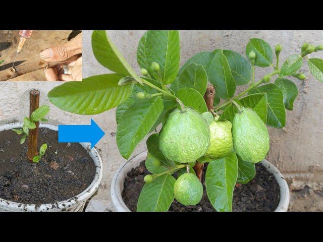 How to grow guava to produce more fruit