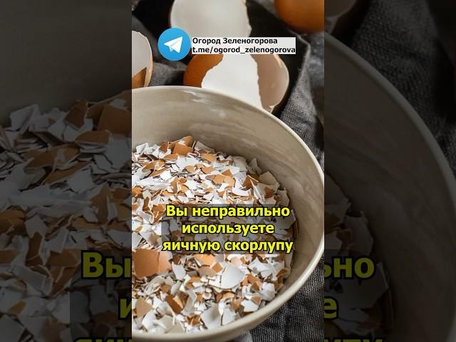 Вы неправильно используете яичную скорлупу