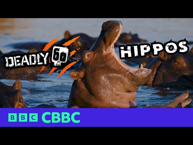 HIPPOS on Deadly 60 | CBBC