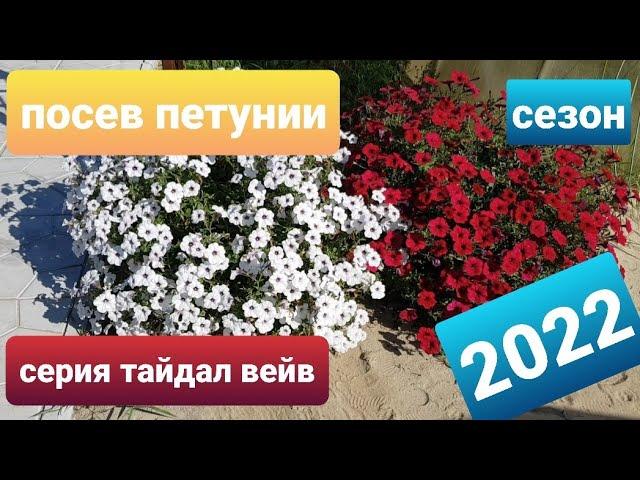 Посев семян петунии /Сезон 2022/Сею проф. семена петуний серии тайдал, опера суприм, изи вейв