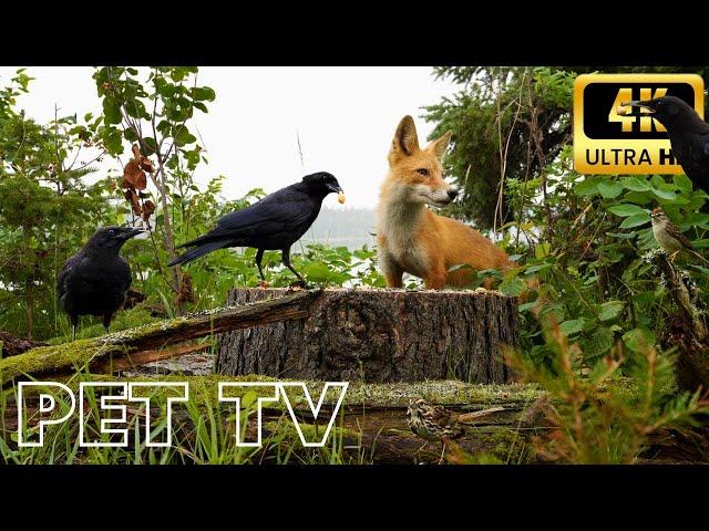 Entertain Your Cat or Dog with Pet TV | Baby Song Sparrows, Crows, and the Fox Catches a Mouse