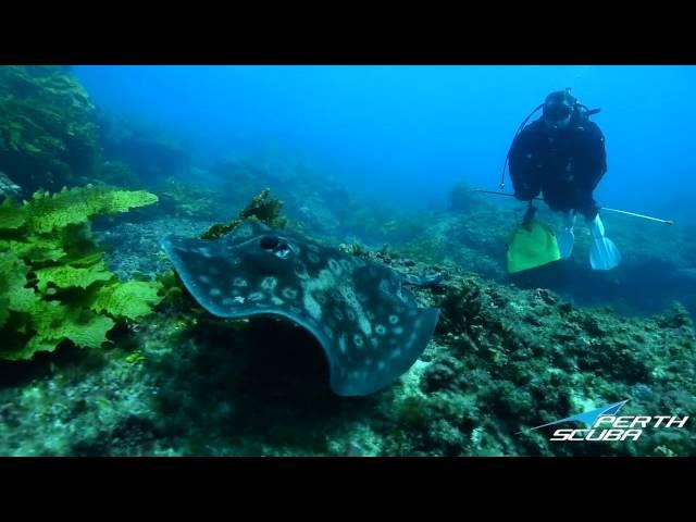 Perth Scuba dives Roe Reef at Rottnest Island