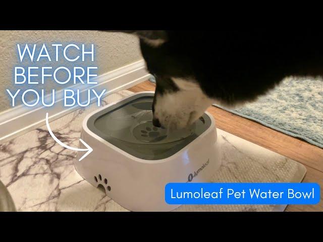 Is the Lumoleaf pet water bowl really mess-free?