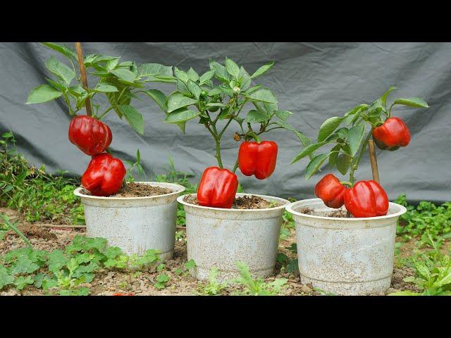 How to grow bell peppers for large and beautiful fruits to eat all year round