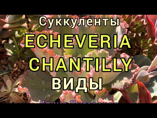 Эхеверия Шантили (echeveria Chantilly). Виды. Вопросы к подписчикам.