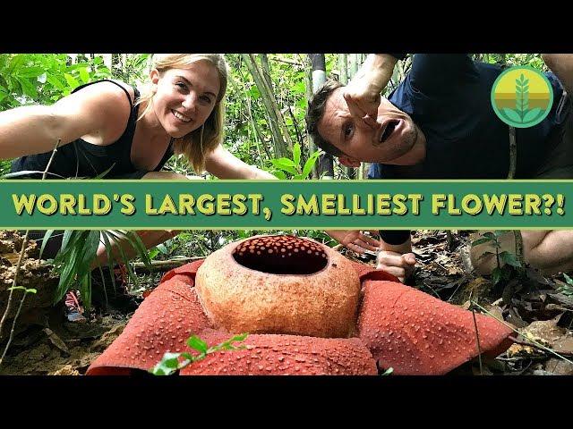 The World's Largest, Smelliest Flower?! | Maddie Moate