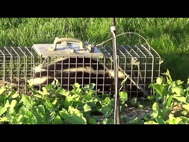 How to Live-Trap Skunks