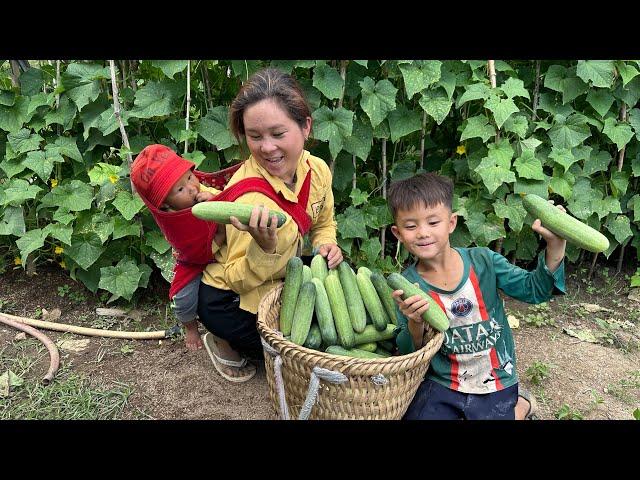 Mother and son pick cucumbers to sell at the market to earn money _ Lý Tiểu Hy