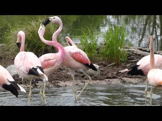 Andean flamingo fight