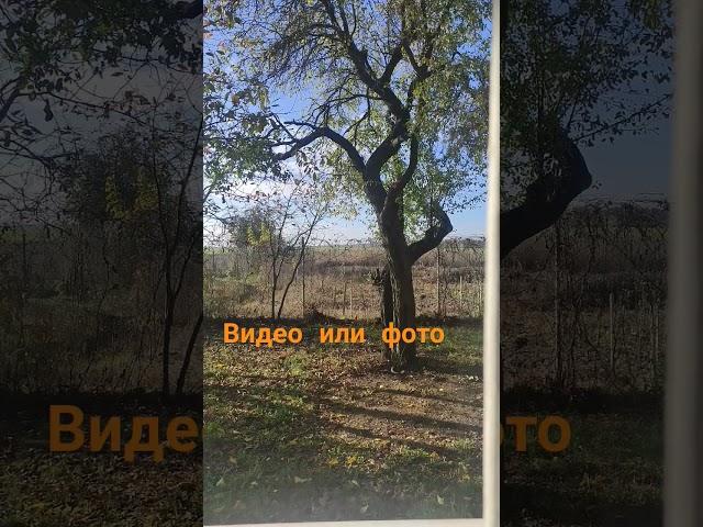 Видео или фото