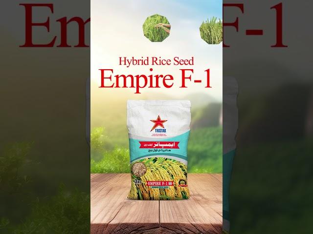 Hybrid Rice seed #tristar  #seeds #cottonseeds #cottonproduction #food