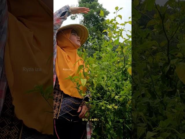 PANEN CABE / PETIK LADA | TIBA TIBA HUJAN DATANG