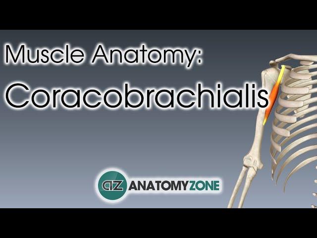 Coracobrachialis | Muscle Anatomy