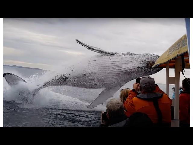 Whale jumps out of nowhere during sight seeing tour.(almost hits boat)