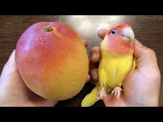 The FUNNIEST Parrots Around the World   Best Compilation