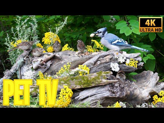 Entertain Your Cat or Dog with Pet TV | Blue Jays and Hungry Baby Birds