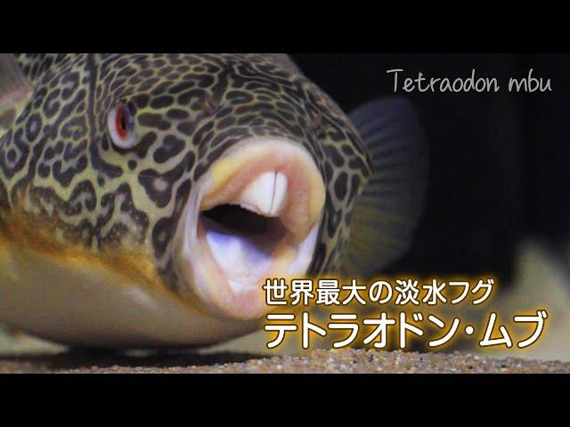 世界最大の淡水フグ　テトラオドン・ムブ（Tetraodon mbu puffer）