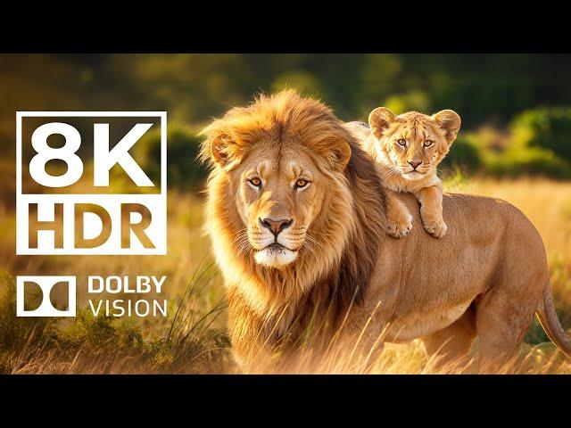 WILD ANIMAL KINGDOM 8K HDR | with Catchy Cinematic Music (Colorful Animal Life)