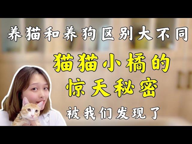 养猫和养狗的区别 ｜我们在领养的猫猫小橘身上，发现了一个大秘密 【养汪事务所】