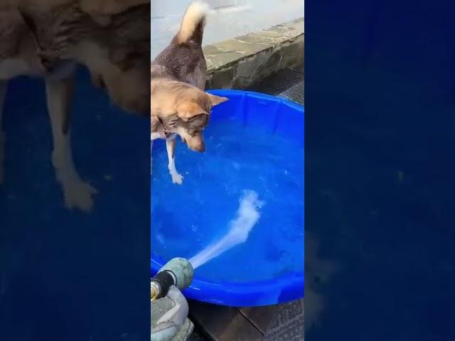 Roscoe playing with water 