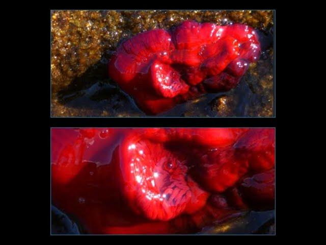 Sea anemones  by  Theo